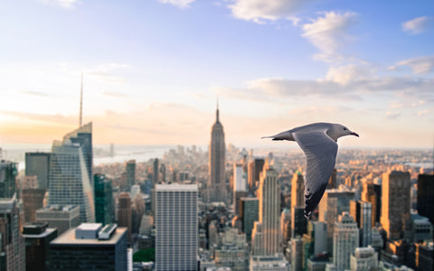 SEAGULL NEW YORK GICLEE CANVAS ART PRINT POSTER